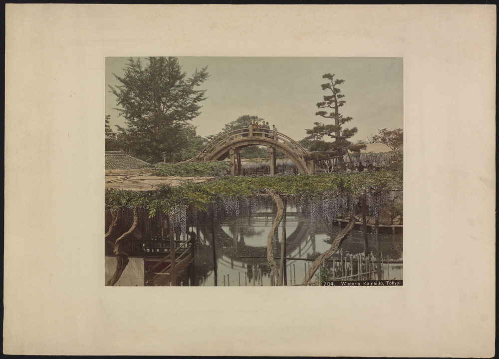 Wisteria in Tokyo, circa 1880, fotograaf onbekend, RV-A73-8